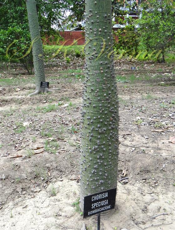  Stem